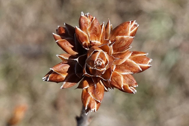 Azalée candulacée