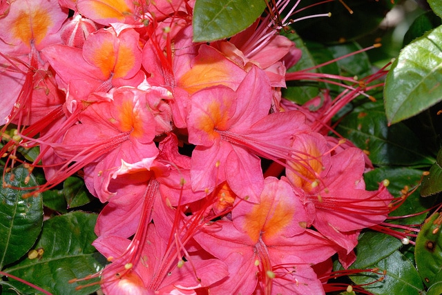 Azalée candulacée