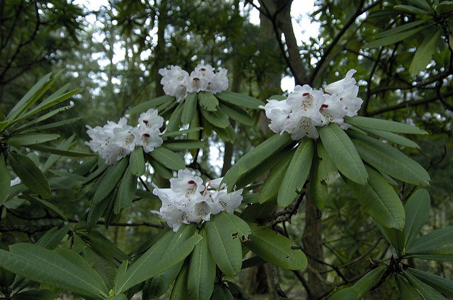 Rhododendron calophytum