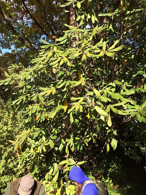 Rhododendron calophytum