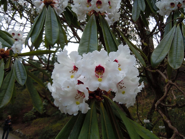 Rhododendron calophytum