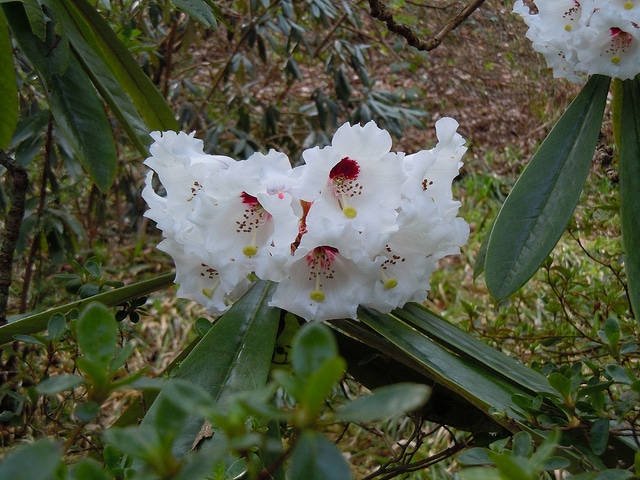 Rhododendron calophytum