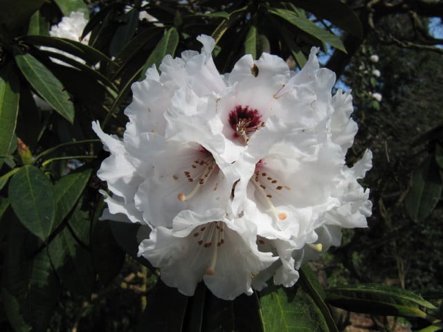Rhododendron calophytum