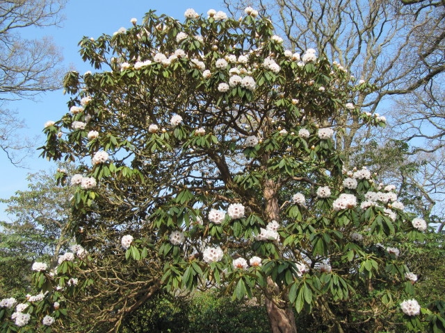 Rhododendron calophytum