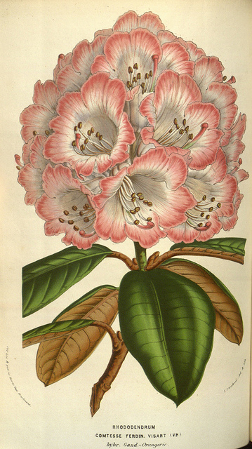 Rhododendron campanulatum (Rhododendron campanulatum)