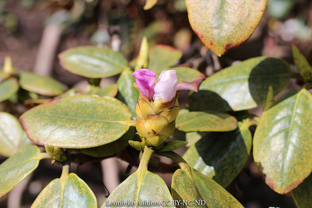 Rhododendron campanulatum