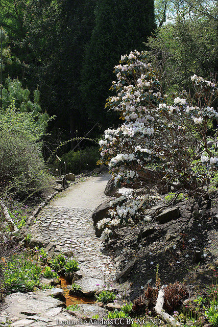 Rhododendron campanulatum