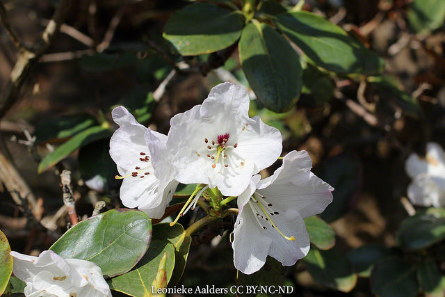 Rhododendron campanulatum
