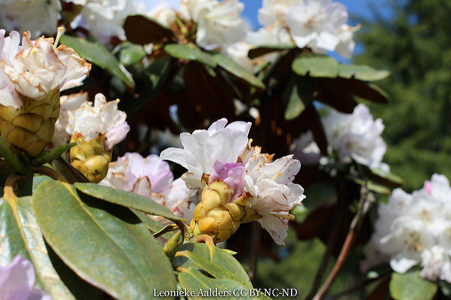 Rhododendron campanulatum