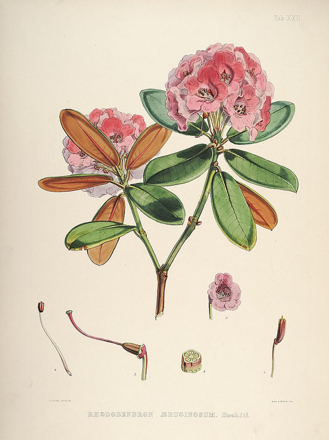 Rhododendron campanulatum