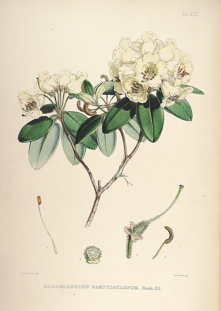 Rhododendron campylocarpum