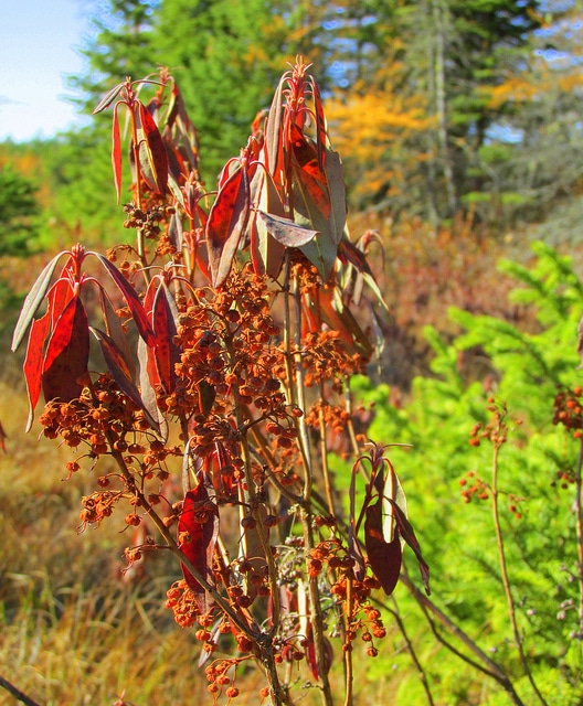 Rhododendron du canada