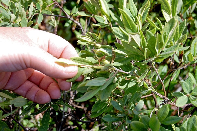 Rhododendron du canada