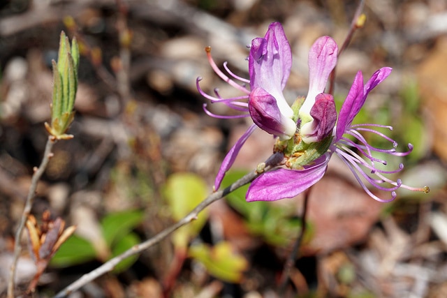 Rhododendron du canada