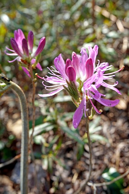 Rhododendron du canada