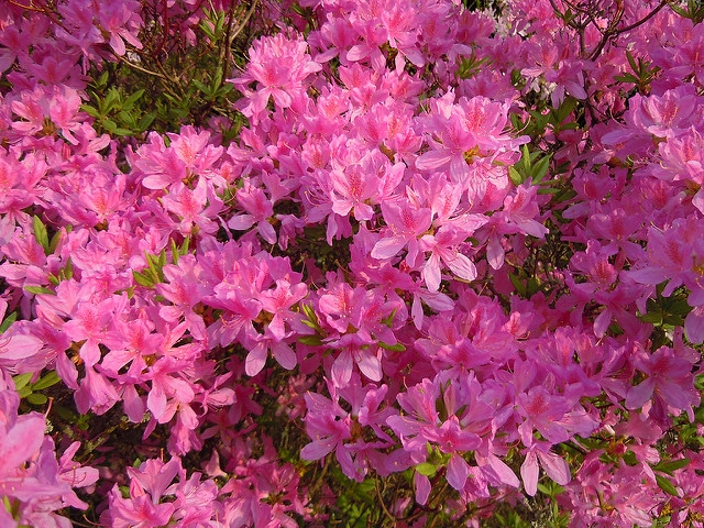 Rhododendron du canada (Rhododendron canadense)