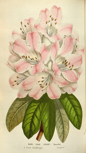 Rhododendron caucasicum