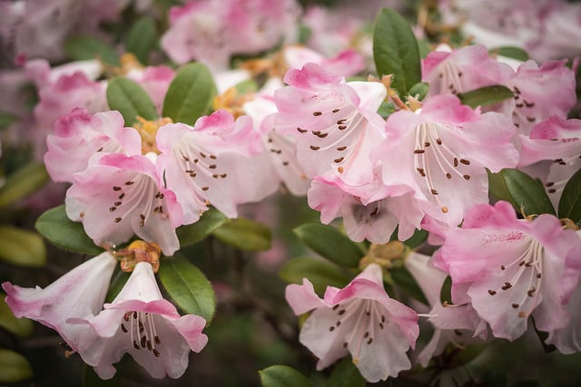 Rhododendron ciliatum