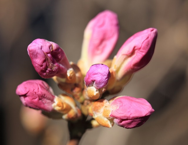 Rhododendron ciliatum