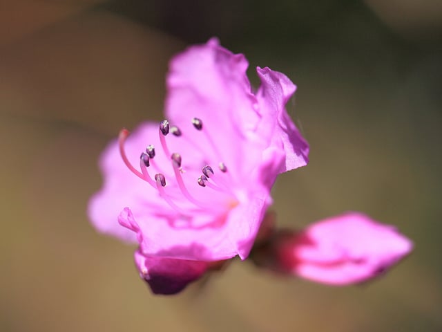 Rhododendron ciliatum