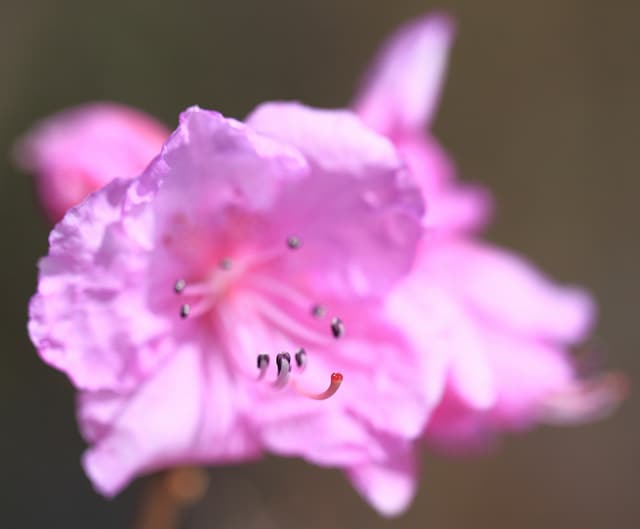 Rhododendron ciliatum