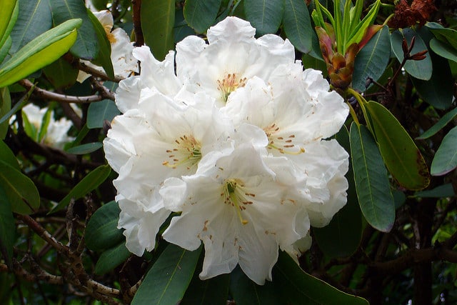 Rhododendron decorum