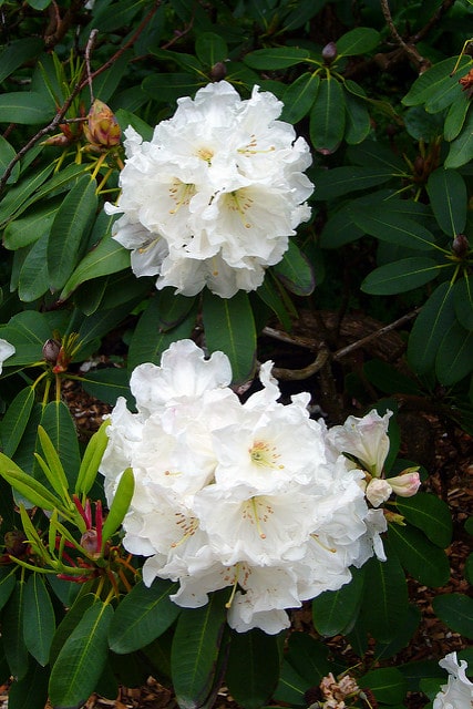 Rhododendron decorum