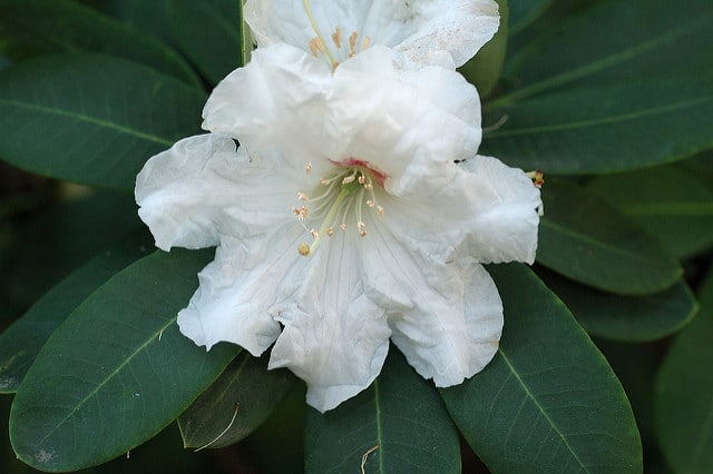 Rhododendron decorum