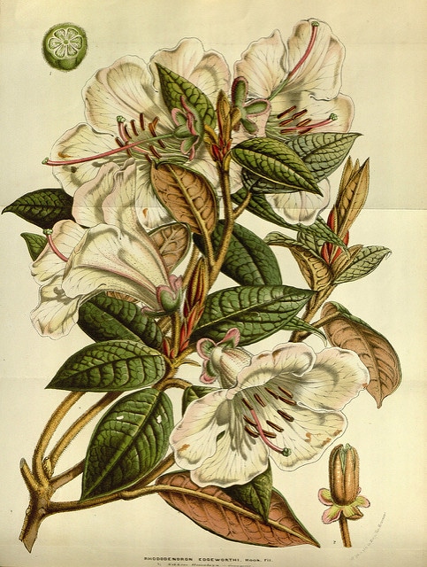 Rhododendron (Rhododendron edgeworthii)