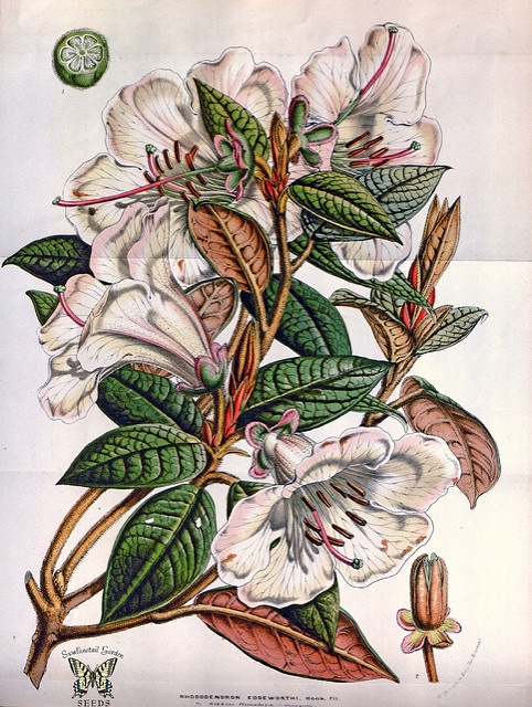 Rhododendron