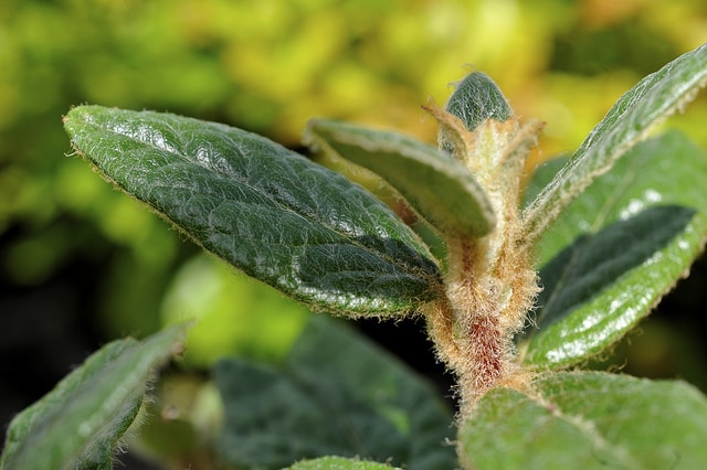 Rhododendron