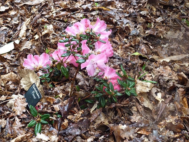 Rhododendron
