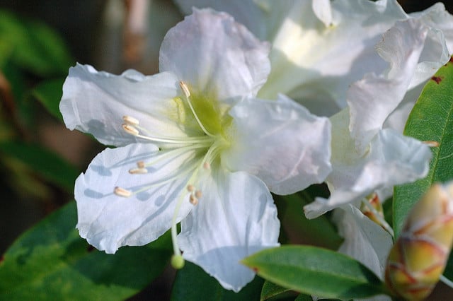 Rhododendron