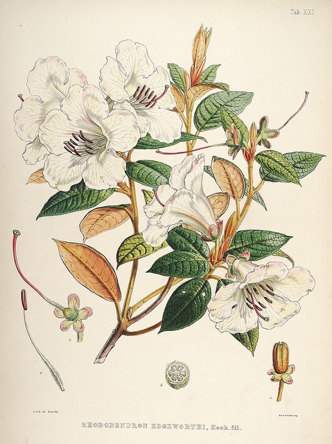 Rhododendron