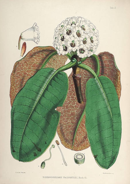 Rhododendron falconeri