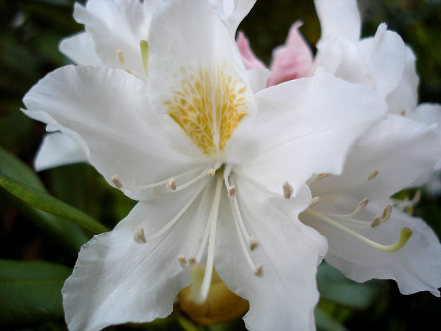 Rhododendron ferrugineux