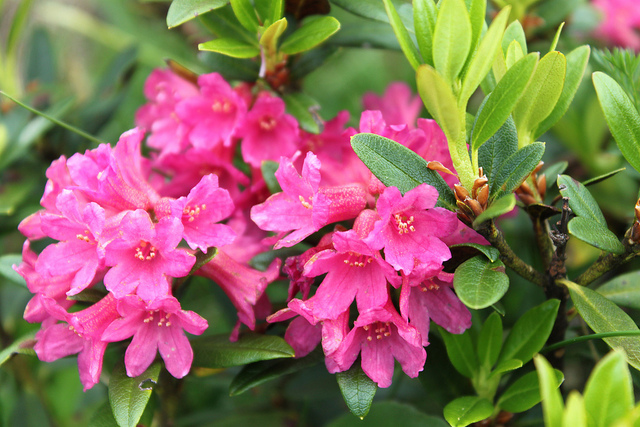 Rhododendron ferrugineux