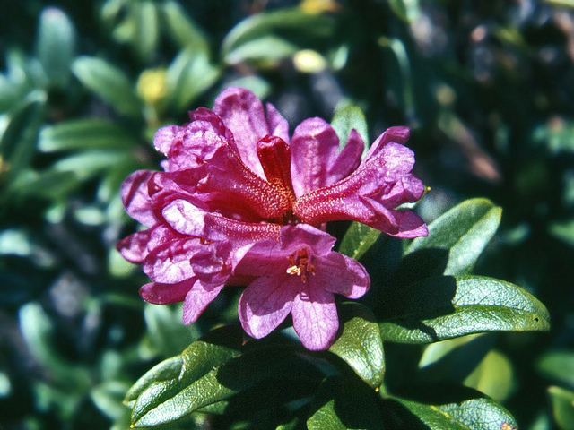 Rhododendron ferrugineux