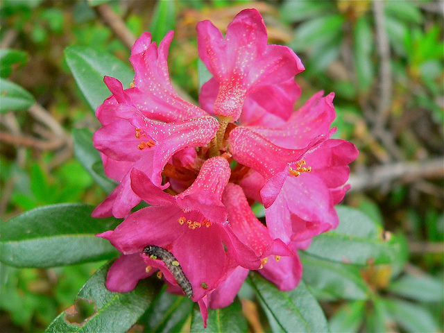 Rhododendron ferrugineux