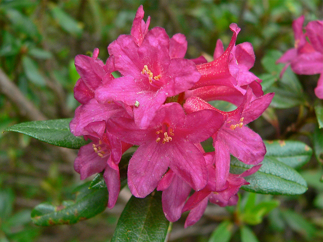 Rhododendron ferrugineux
