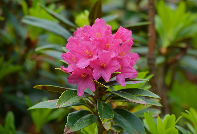 Rhododendron ferrugineux (Rhododendron ferrugineum)