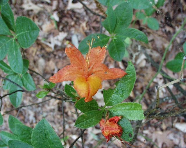 Rhododendron flammeum