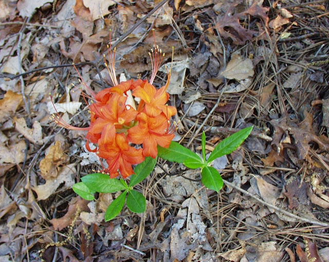 Rhododendron flammeum