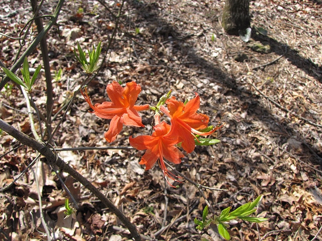 Rhododendron flammeum