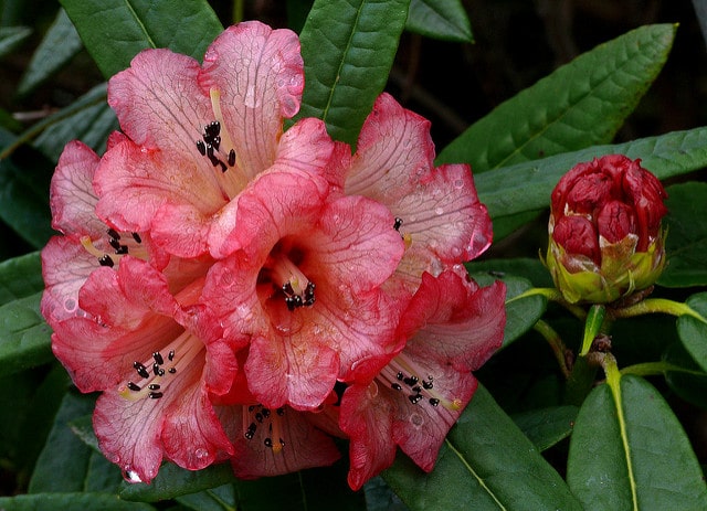 Rhododendron floccigerum