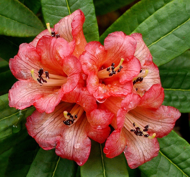 Rhododendron floccigerum