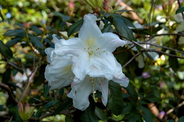 Rhododendron formosum