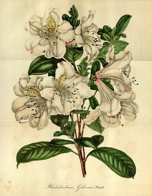 Rhododendron formosum