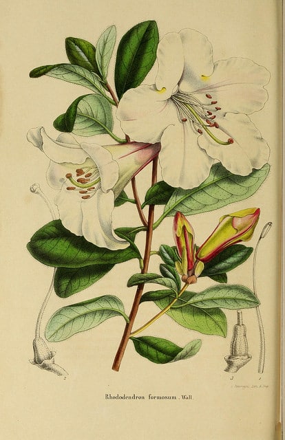 Rhododendron formosum