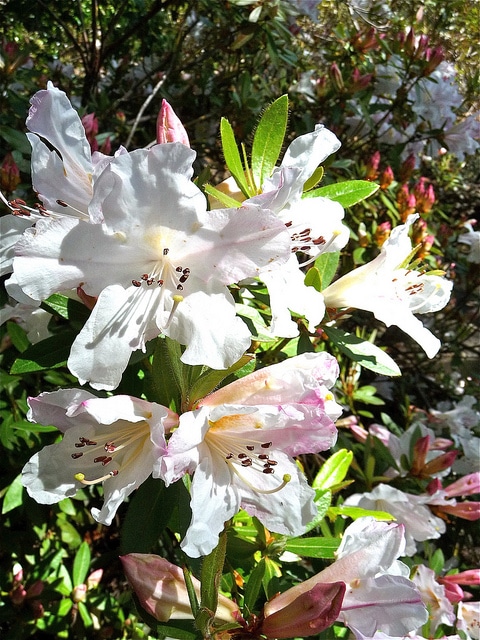 Rhododendron formosum